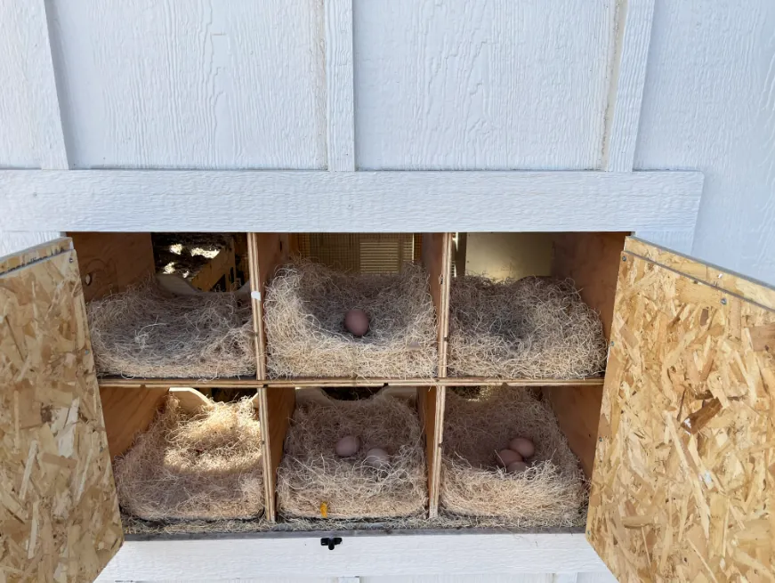 Clean, hand-built nesting boxes inside a LuckyBird coop