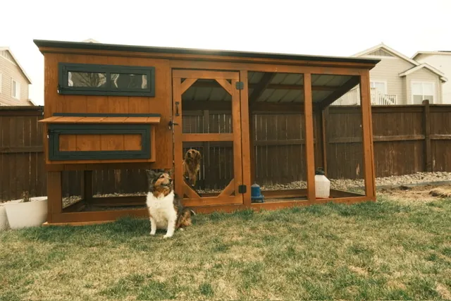 Urban Ranch Coop — hand-built by LuckyBird in Colorado, photo 3 of 3